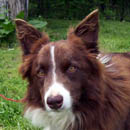 Ulee was adopted in April, 2005